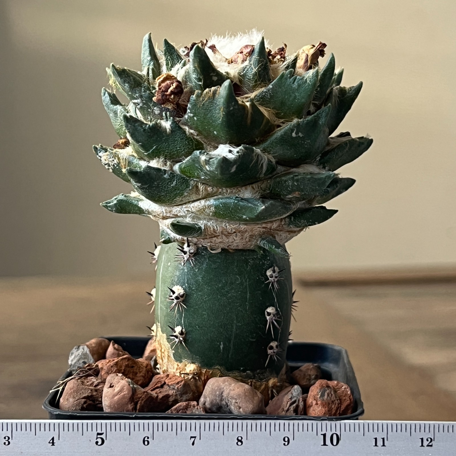 A52-685 Cactus hybrid (scaph x agavoides), grafted
