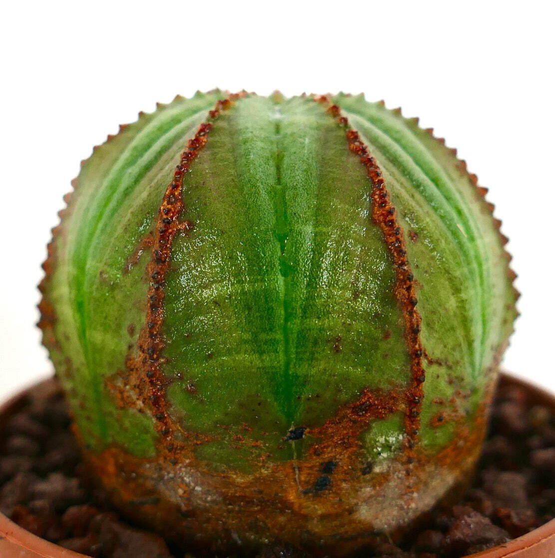 Euphorbia obesa WITH BROWNISH AREAS ABCL – Baseball plant | Basketball plant