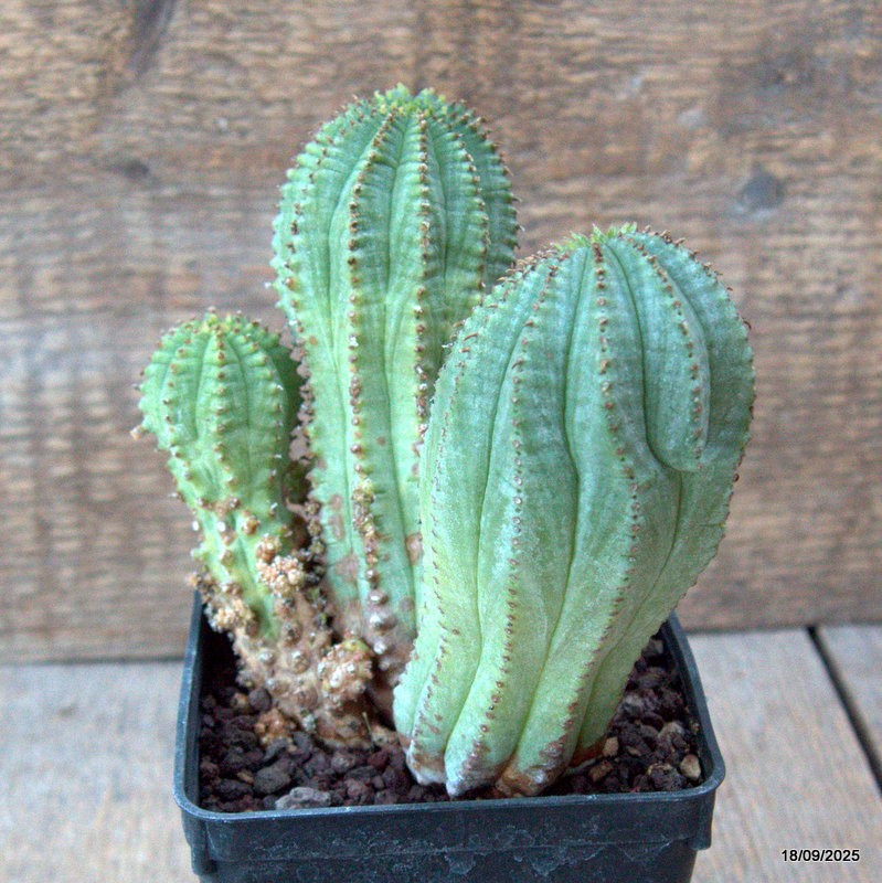 D6492 EUPHORBIA INFAUSTA pot9-H13-W14 cm MaMa Cactus