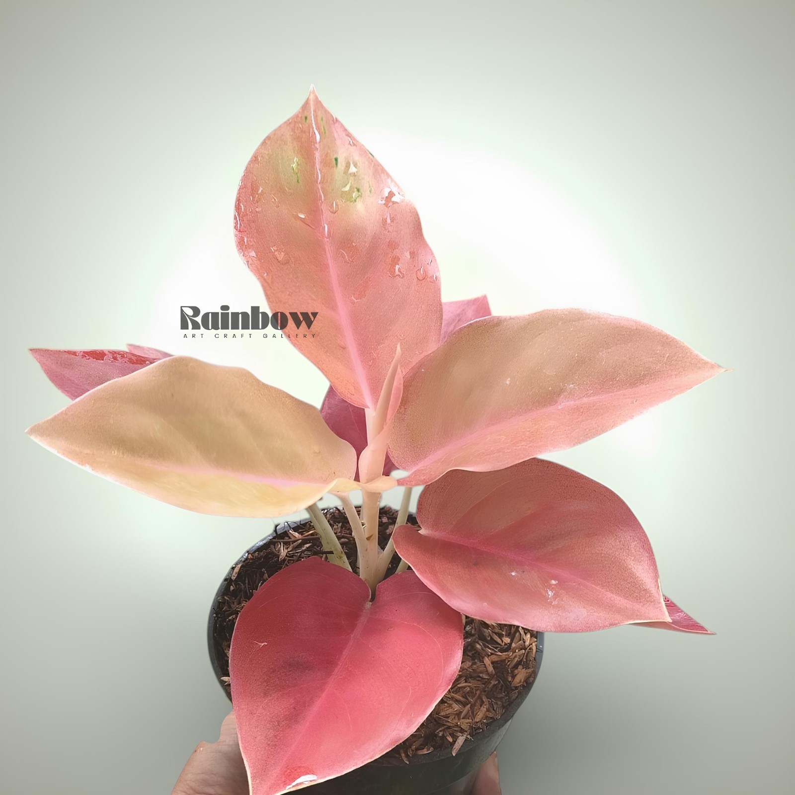 Aglaonema Kochin Brown Beatiful Ornamental Plant