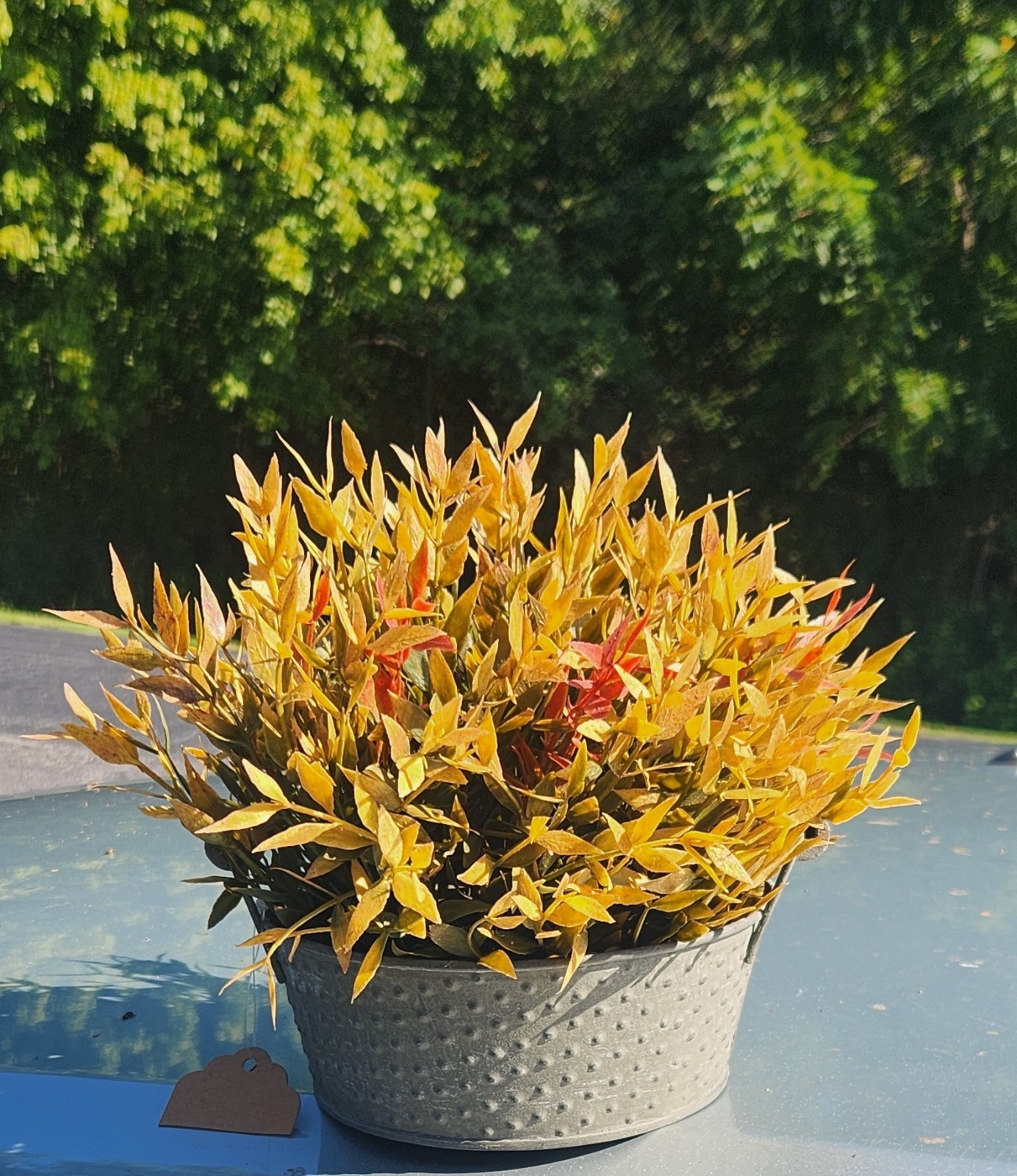 FALL Velvet Ash 1/2 Sphere Gold Greenery Faux Artificial Flower Plant~Red Green