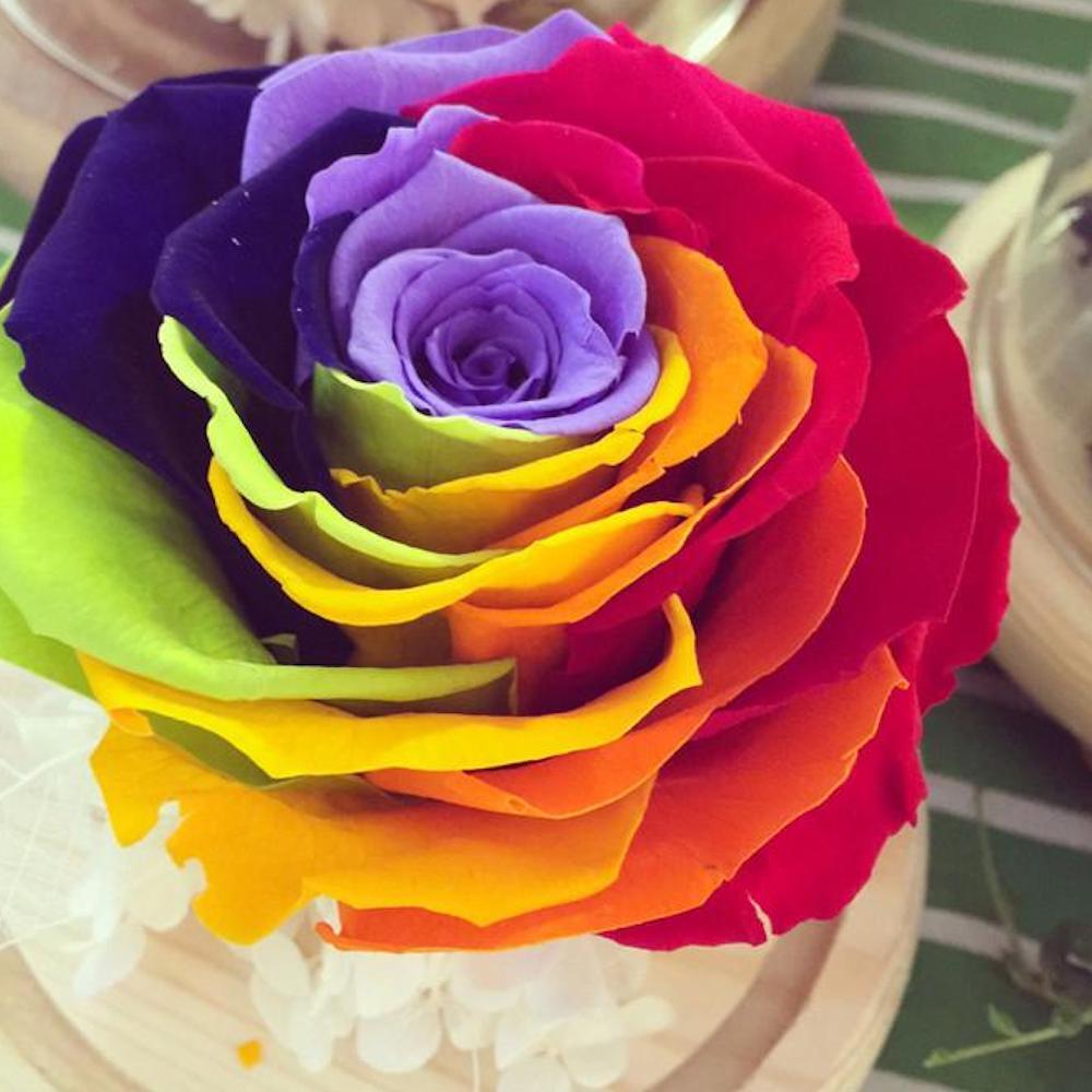 10 RARE RAINBOW ROSE SEEDS perennial hybrid tea flower garden USA SELLER W/TRACK