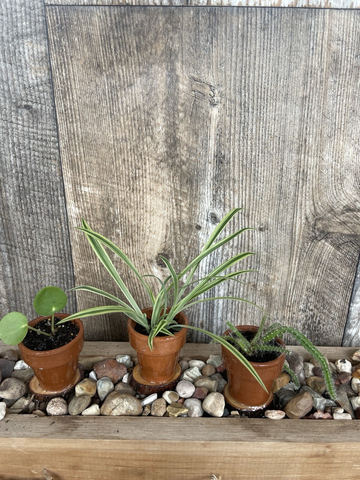 Mini Spider Plants In Epoxy Coated Terracotta Pots On Wooden Base