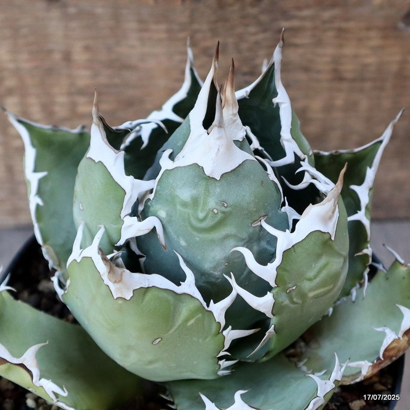 D5354 AGAVE TITANOTA COMPACT pot14-H11-W15 cm MaMa Cactus