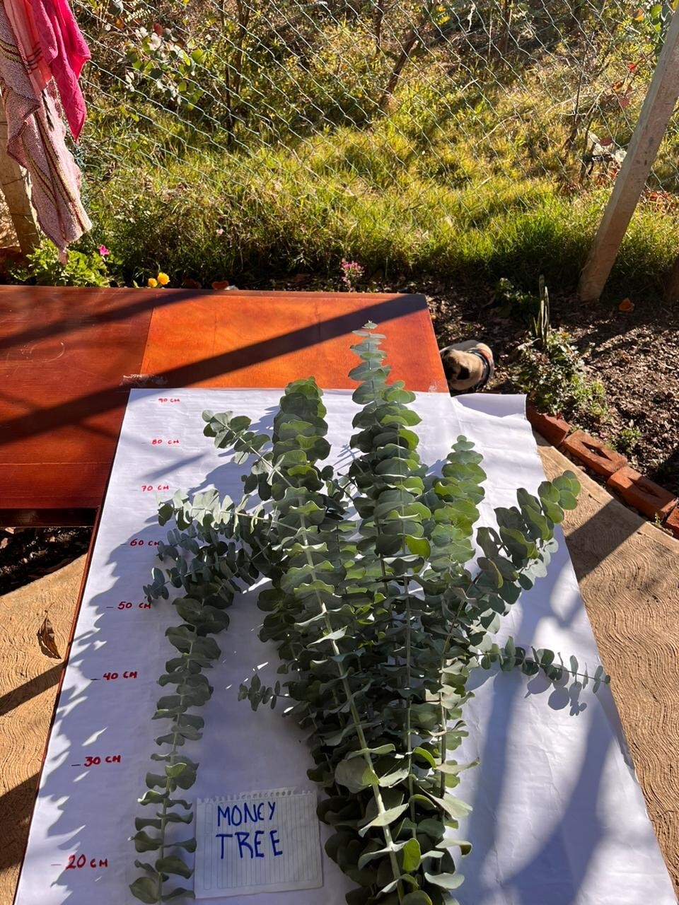 15 stems of fresh eucalyptus great for decor.
