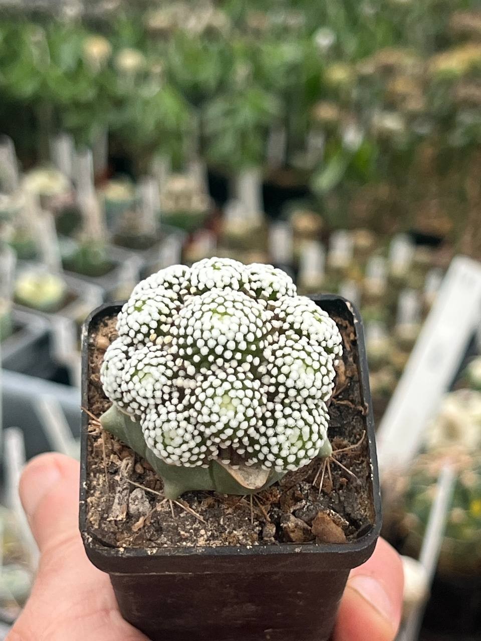 A42-2084 Mammillaria luethui, VM 1157, Las Norias, grafted, pot 5 cm