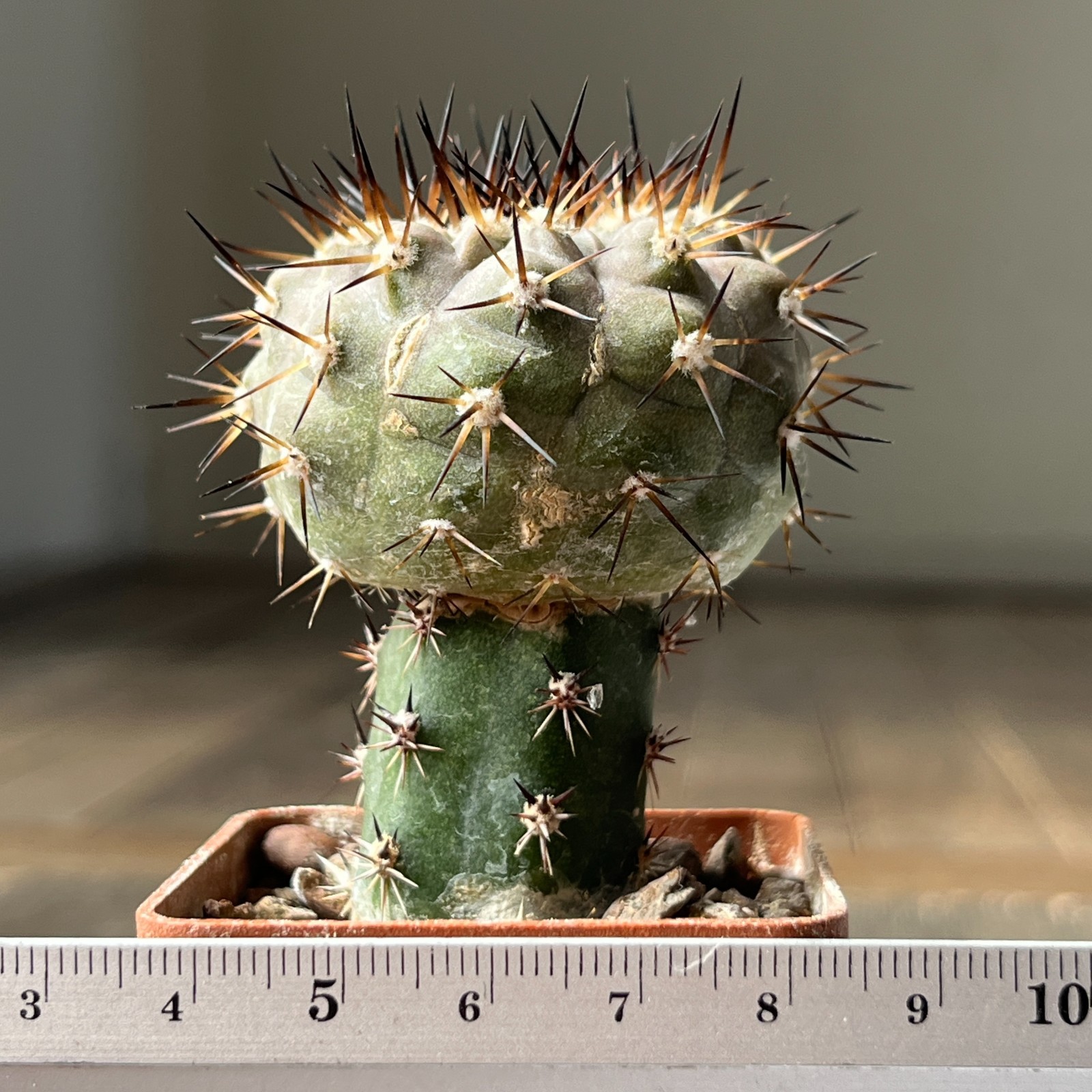 A28-403 Copiapoa cinerea, HR1024, El Griton, Black spine, dark body, white coat