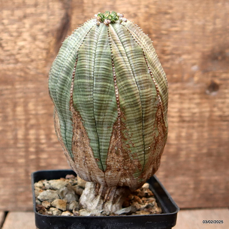 D2716 EUPHORBIA OBESA ARROW OLD pot10-H16-W8 cm MaMa Cactus