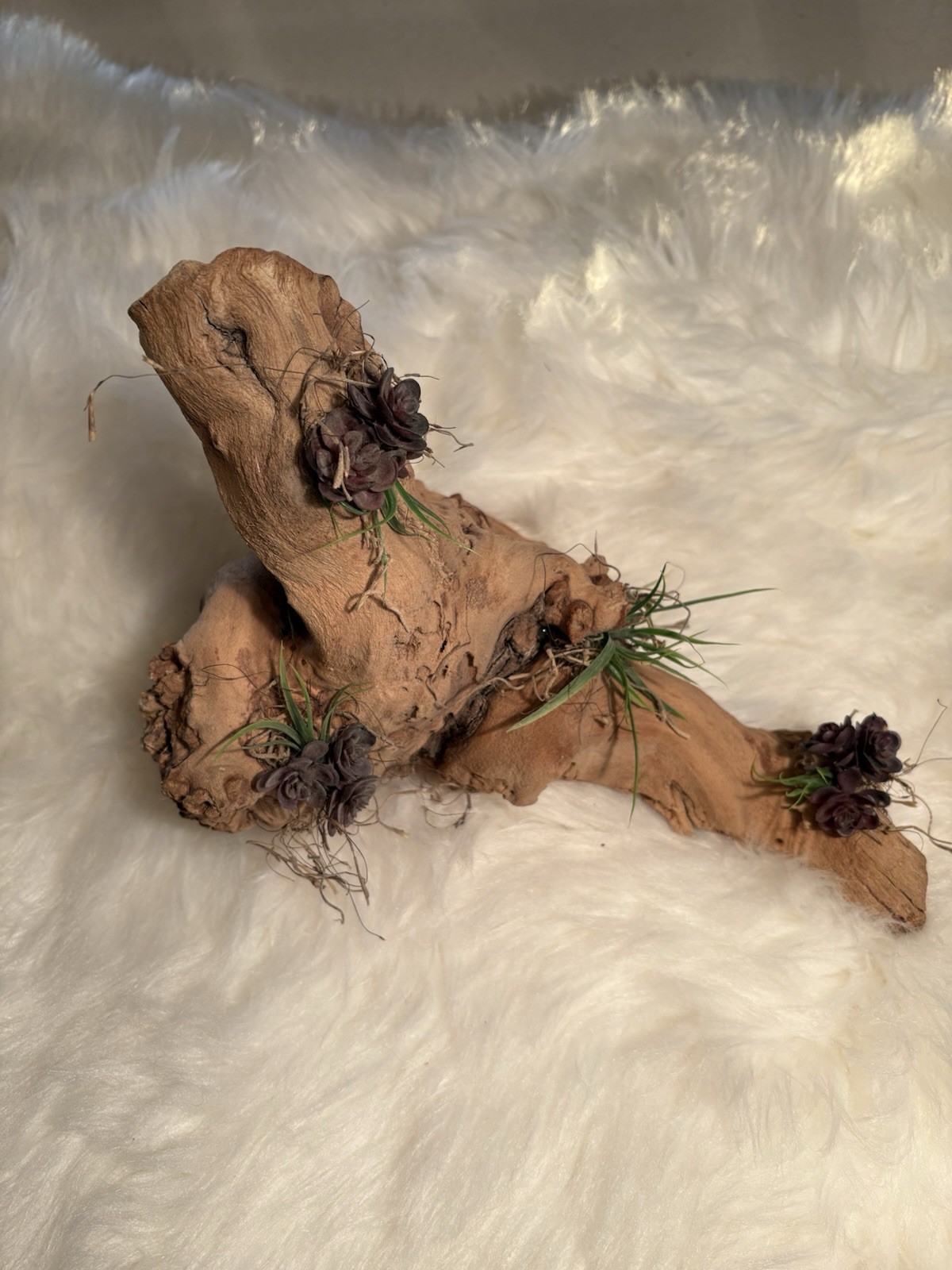 Grapewood Branch Natural Rare Piece Decorative With Colored Succulent Grass