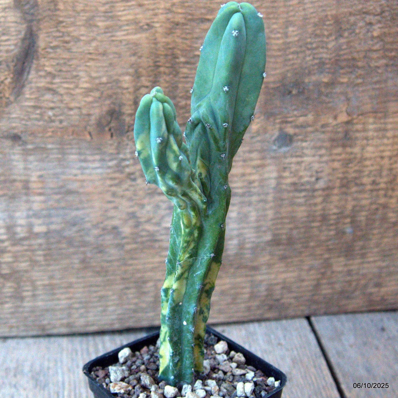 D6900 MYRTILLOCACTUS GEOMETRIZANS VARIEGATED pot7-H19-W5,5 cm MaMa Cactus
