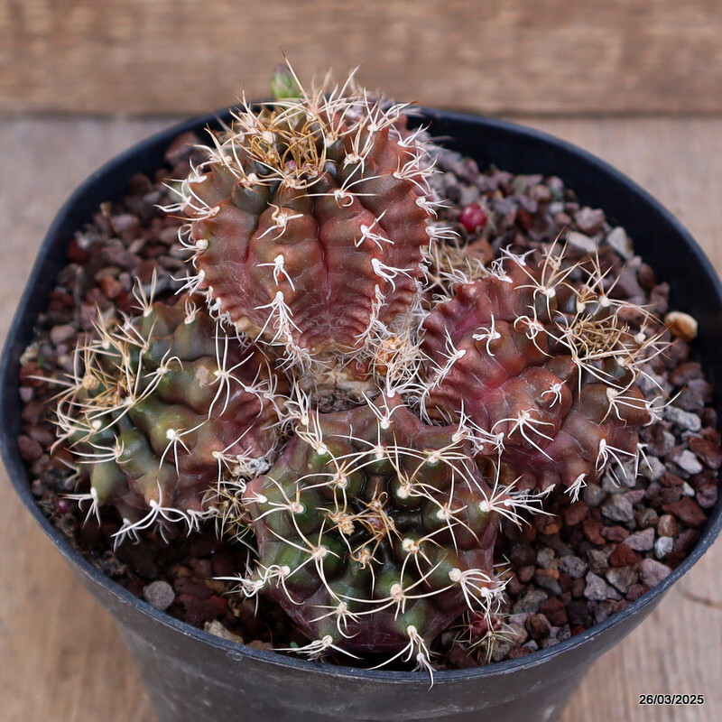 A8094 GYMNOCALYCIUM MIHANOVICHII pot14-H9-W13 cm MaMa cactus