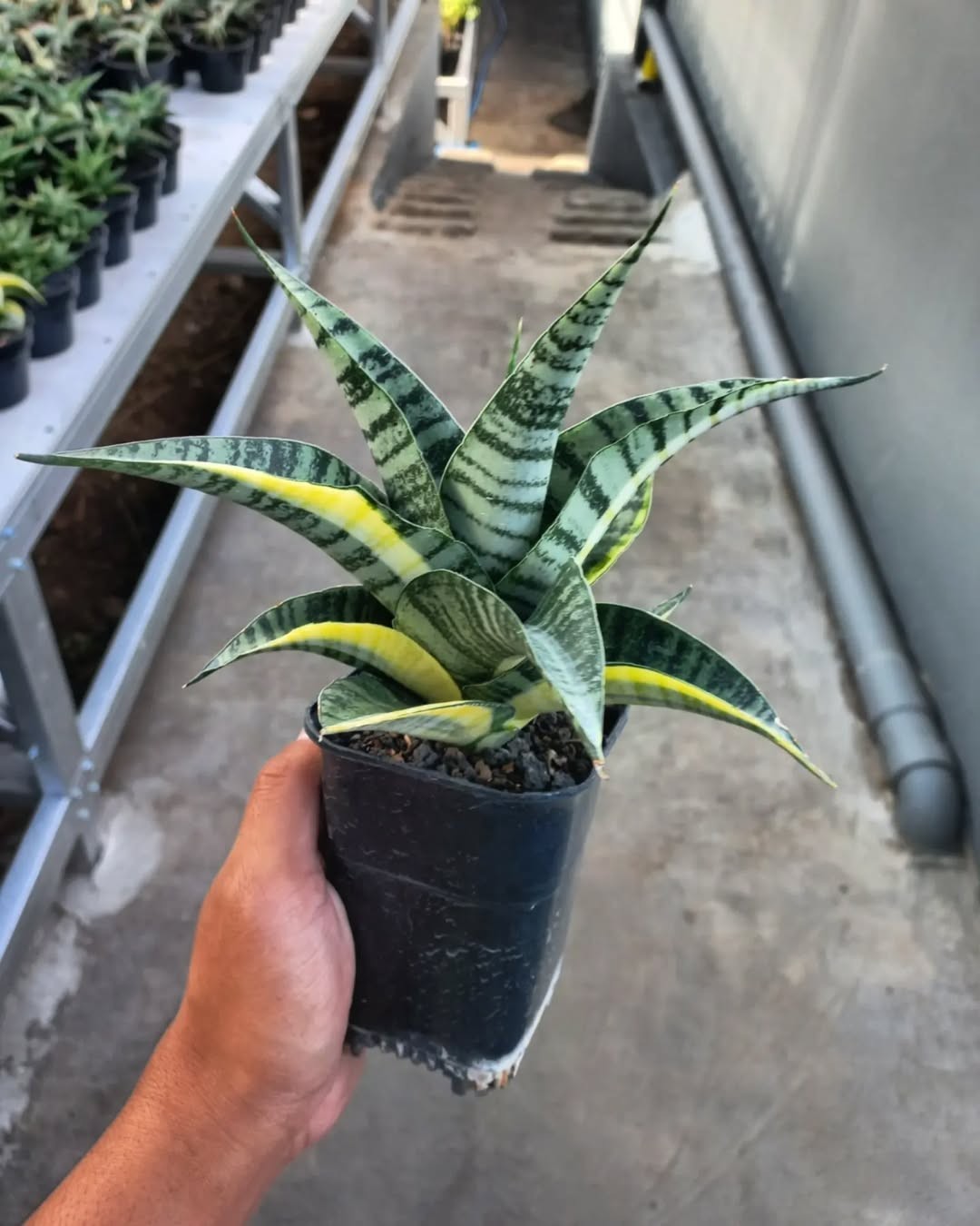 Sansevieria Hybrid Spider Variegated – Rare Rosette Snake Plant