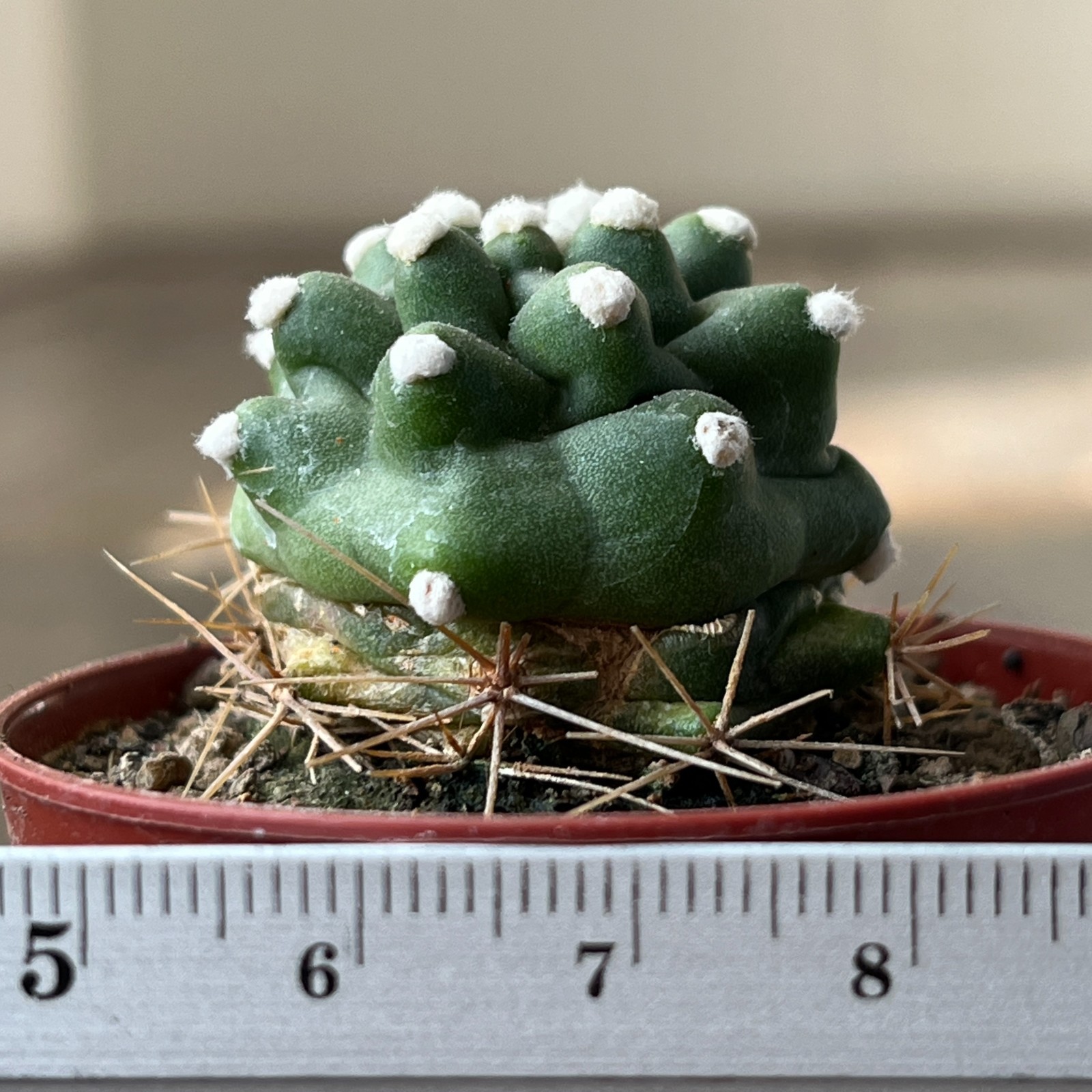 A12-1634 Echinocereus reichenbachii v. perbella JRT207, Ellis Co. Ok, grafted