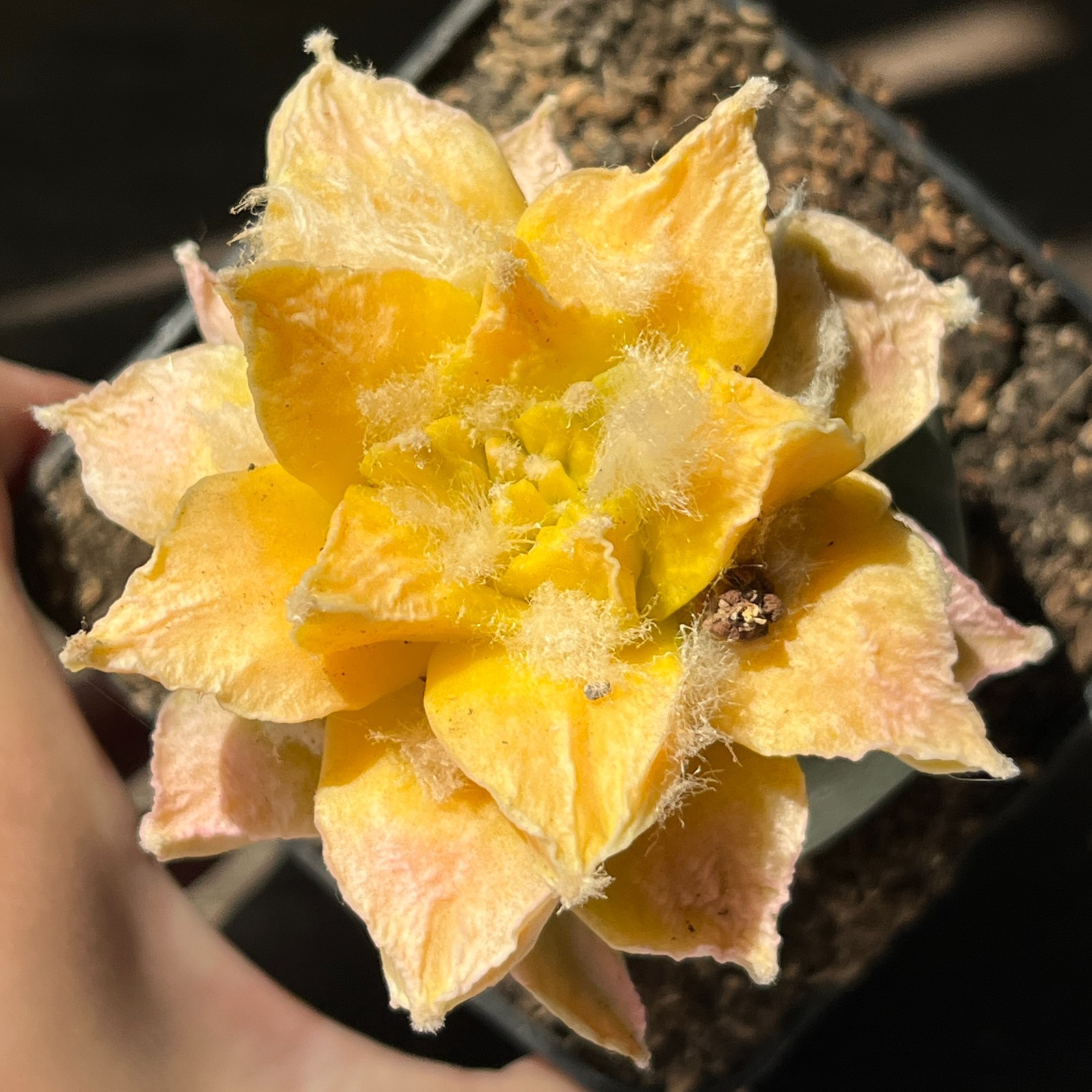 A53-1372 Cactus hybrid (scaph x retusus), grafted