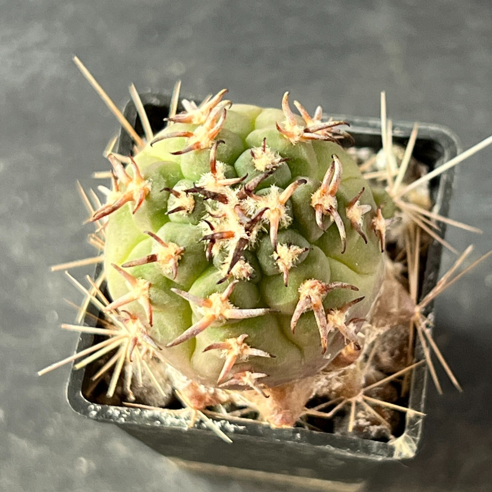 A7-344. Gymnocalycium unguispinum SL-44b (Grafted)