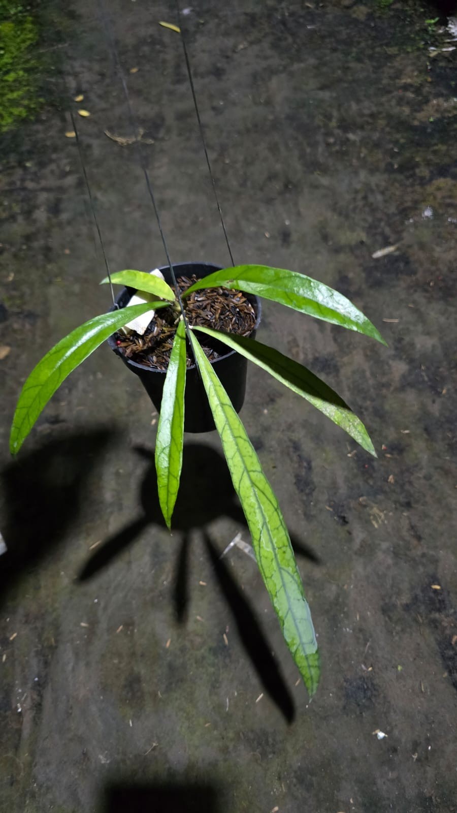 Hoya Aff. Callistophylla ‘Jungle Spear’ Sp Mallinau