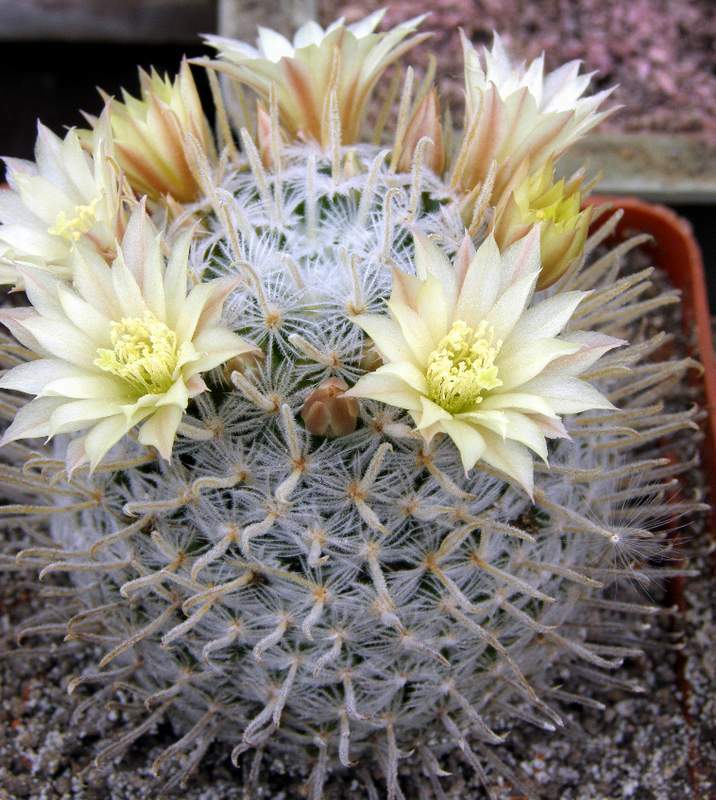 Mammillaria duwei,seeds100 pcs