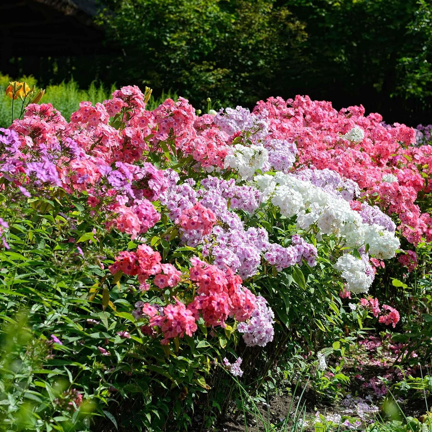 1500 Seed Mixed Phlox Seeds for Planting – Phlox Seeds Creeping Perennial Ground