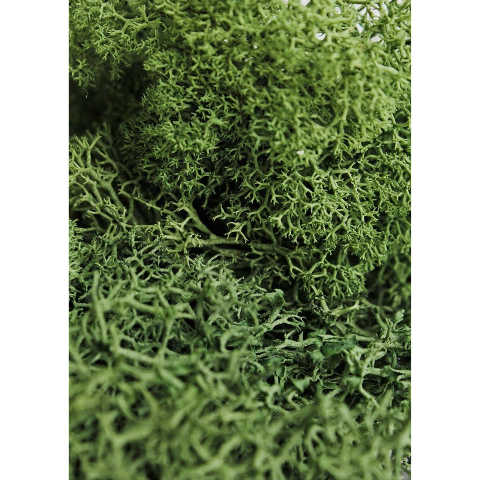 SuperMoss Preserved Reindeer Decorative Moss, Forest Green, 2 oz