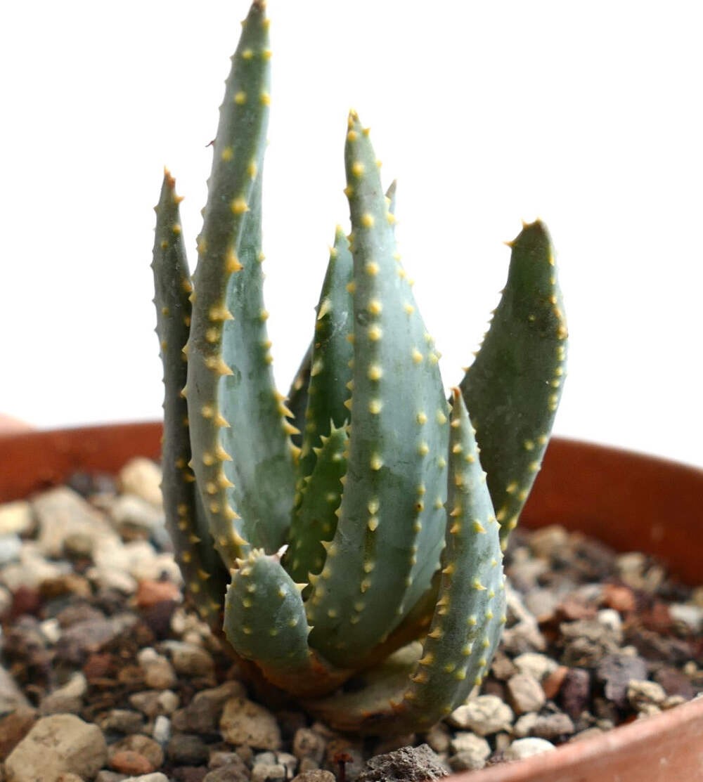 Aloe pillansii F1AM – Giant quiver tree | Pillans’ aloe