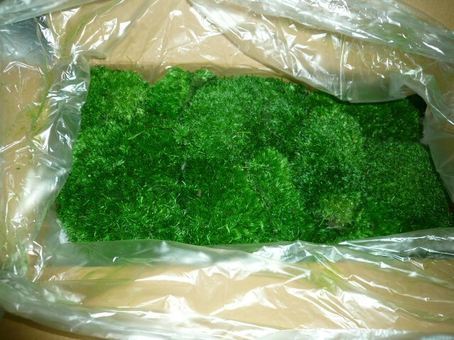 Preserved Pole Moss Pillow 15.0 Sq Ft