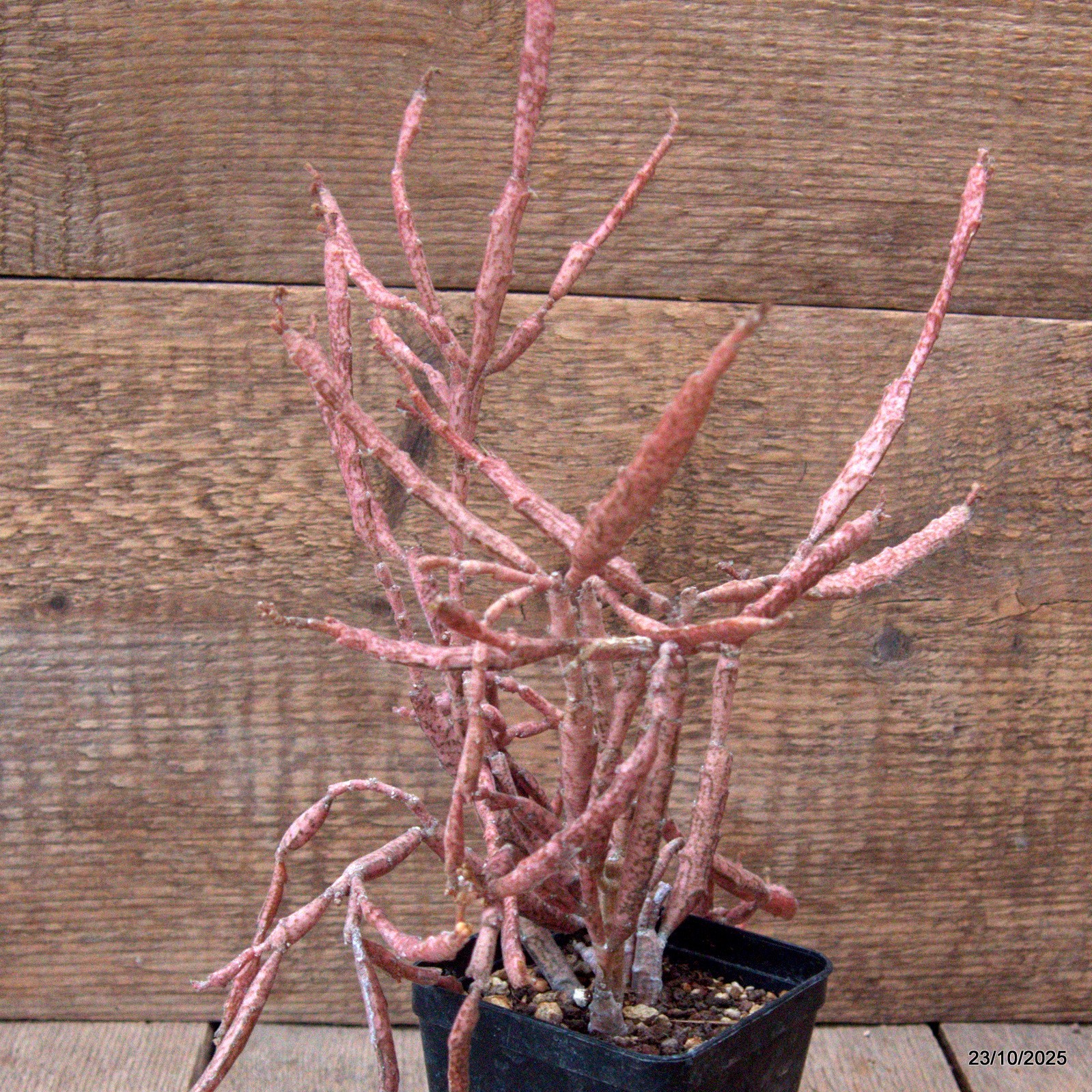 D7117 EUPHORBIA PLATYCLADA pot8-H29-W29 cm MaMa Cactus