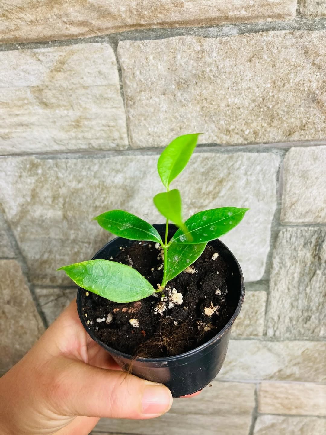 Hoya Odorata Rare Tropical Wax Plant