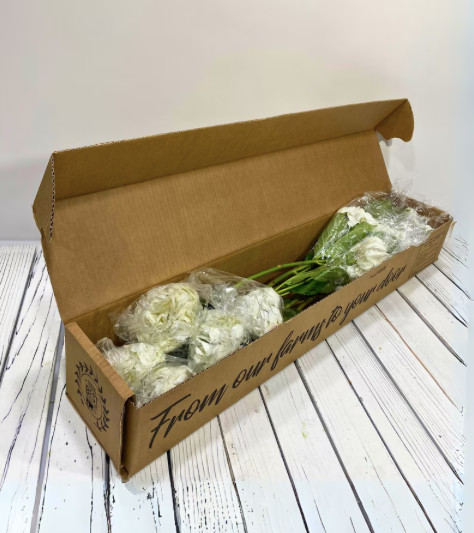 Box of 10 Lime Green Hydrangeas stem – Premium Quality Bulk Flowers perfect gift