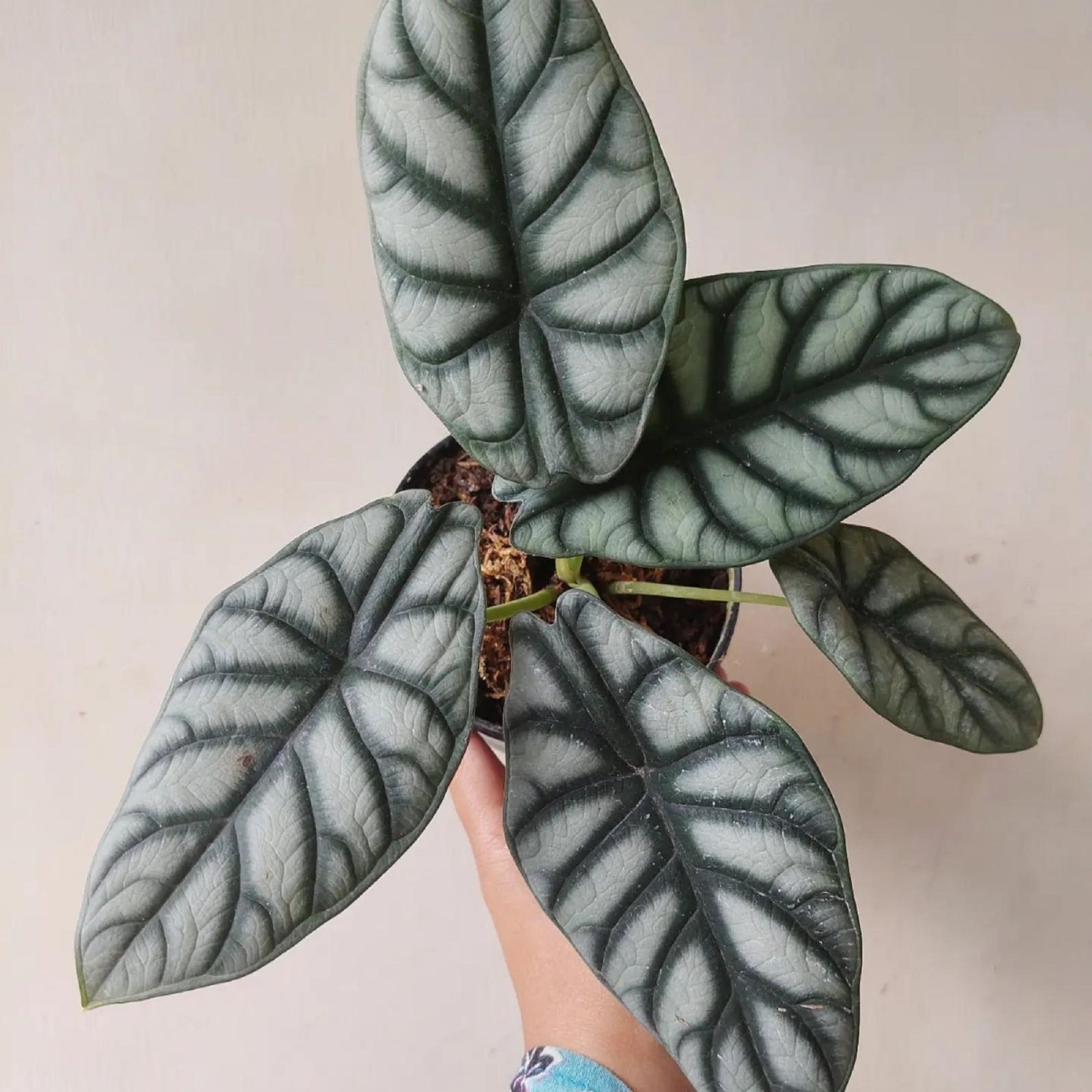 Alocasia Dragon Dark Silver house Plant Indoor Tropical plant