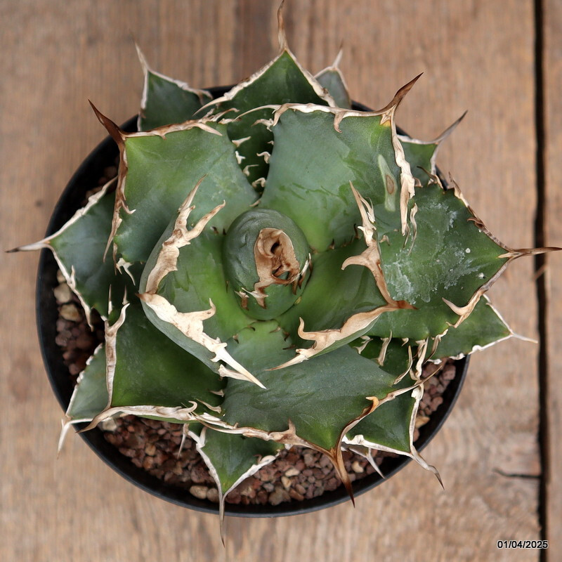 D119 AGAVE TITANOTA pot14-H11-W15 cm MaMa Cactus
