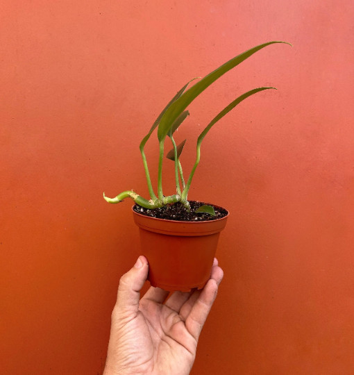 Dragon Tail Rhaphidophora in 4″ Pot | Indoor & Outdoor Live Tropical House Plant