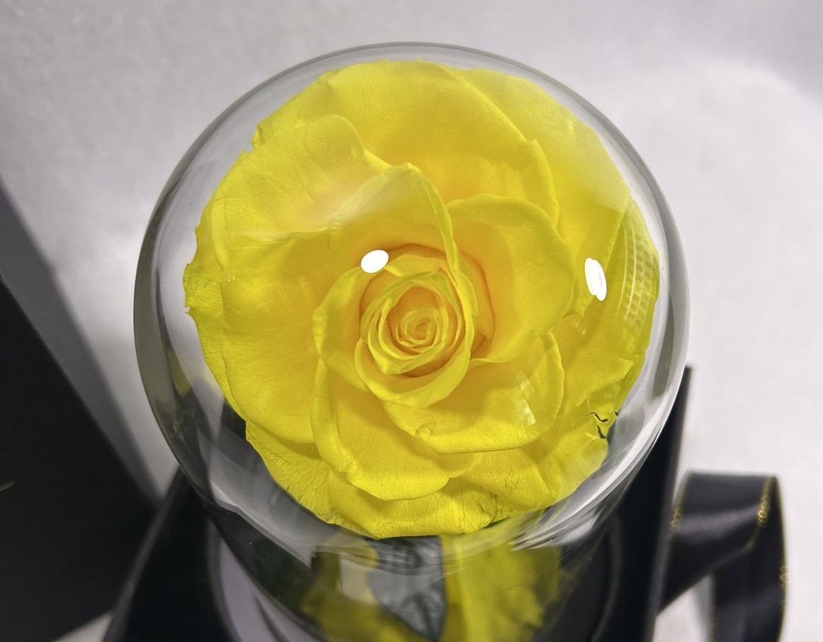 NATROSES Yellow Natural Preserved Rose in Glass Dome & Black Gift Box 7.5″H x 4″