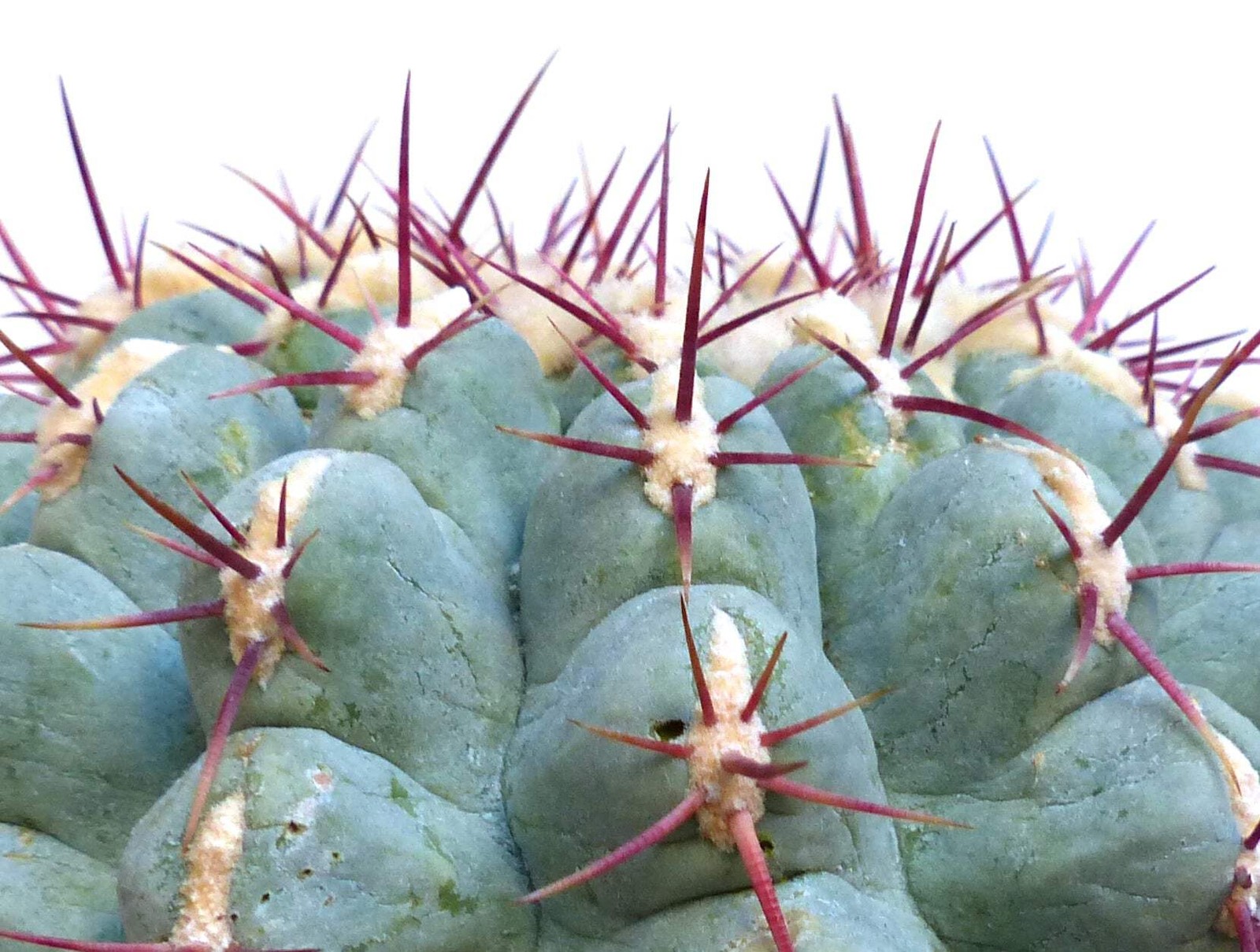 Thelocactus hexaedrophorus var. fossulatus SEEDS – Rare Cactus SEEDS