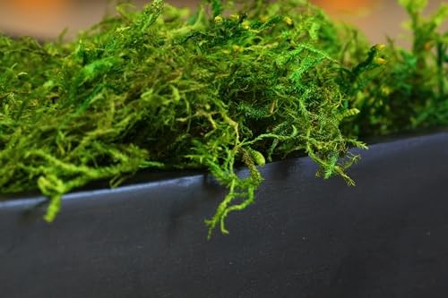 Supermoss Fresh Green Forest Moss Bulk 3 Lb For Gardens Baskets Decor