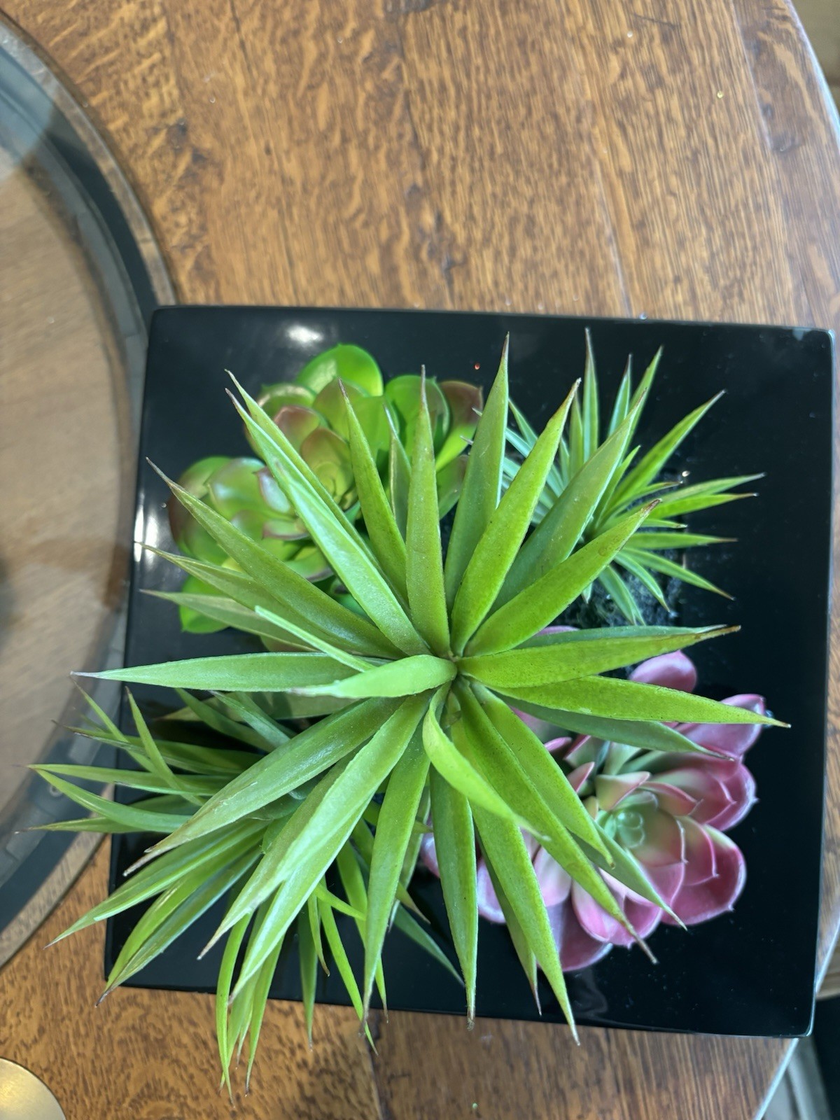 Pier 1 Imports Faux Succulent & Black Glass Organic Arrangement Retired