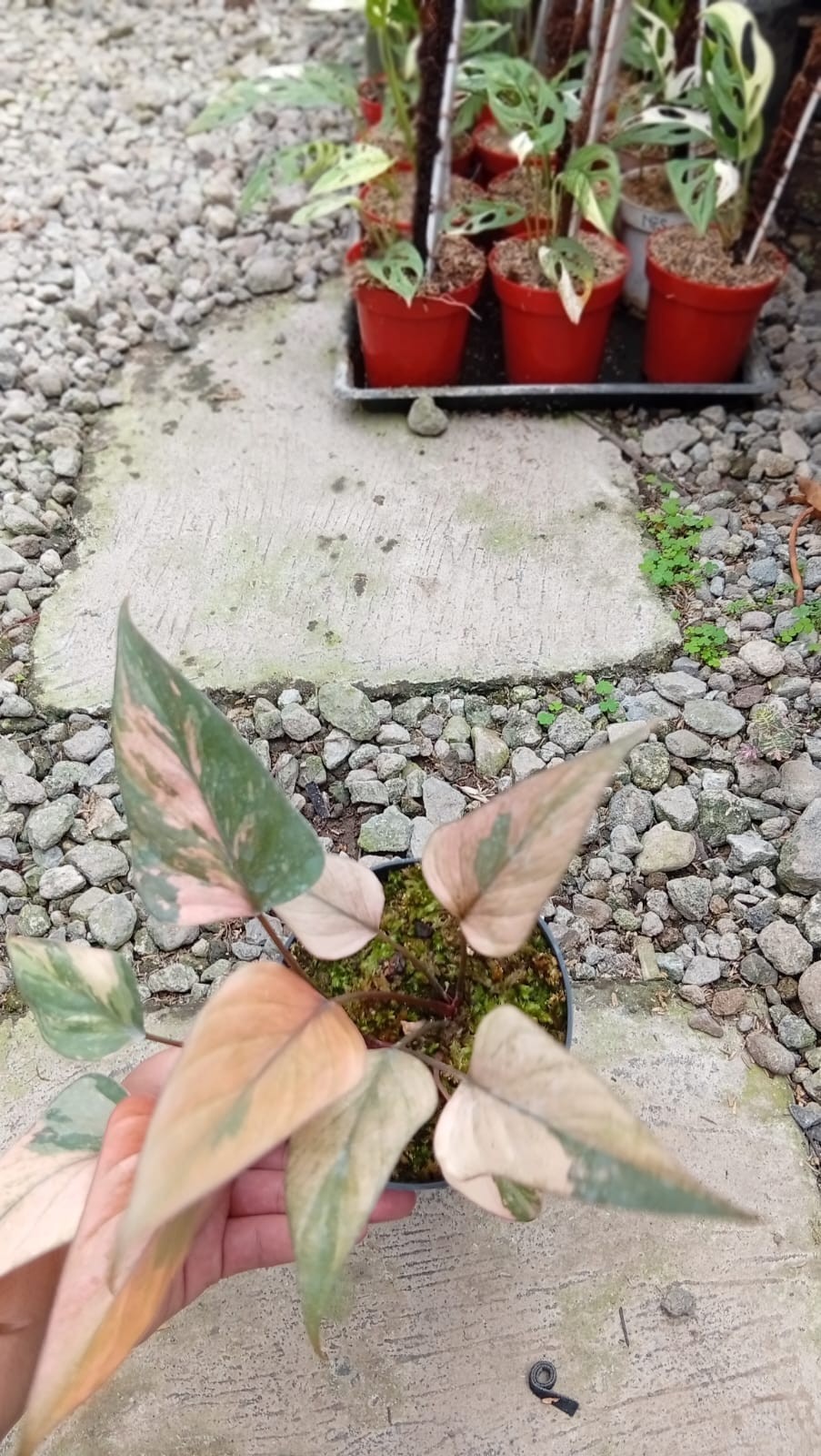 Real Picture Homalomena Pink Peach Diamond Variegated