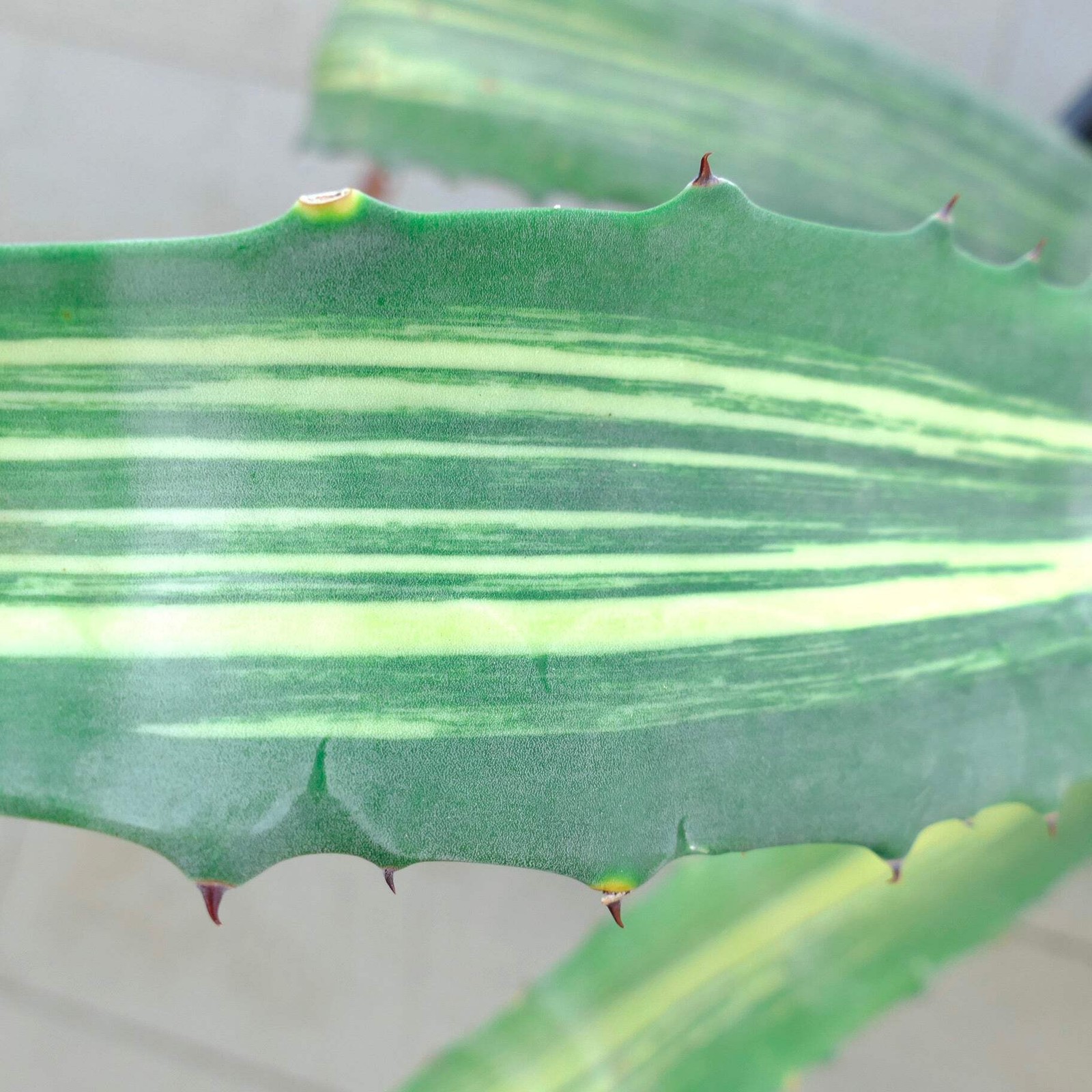 Agave americana STRIATA VARIEGATED 80cm – NO variegate white titanota
