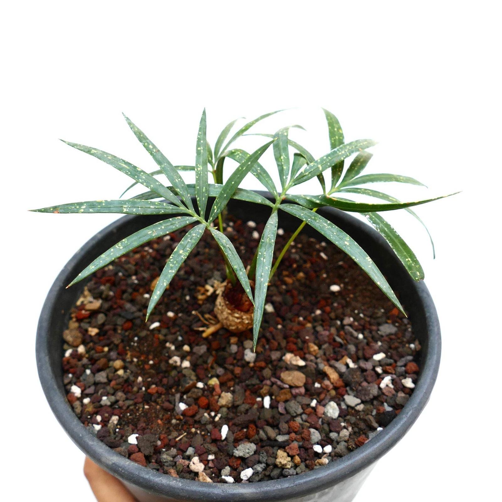 Cycas chevalieri ‘Dak Rong, Vietnam’ CA88 – Chevalier’s cycad | Chevalier’s sago