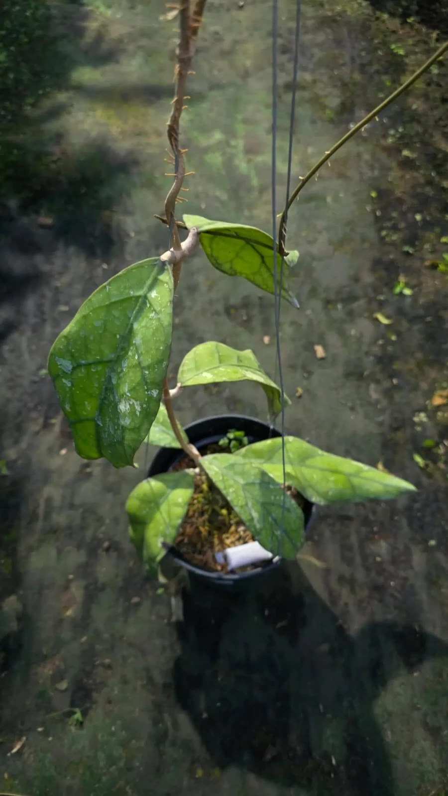 Real Picture Hoya Clemensiorum Sp Hulu Gurung