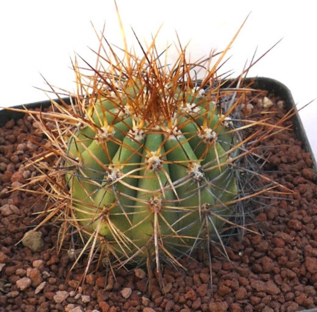 Cereus pasacana BROWN SPINES OT2KK – Pasacana cactus | Argentine saguaro