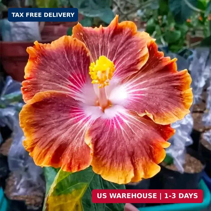 25Pcs Exotic Hibiscus Flower Seeds for Planting – Perennial Flower, Vibrant Colo