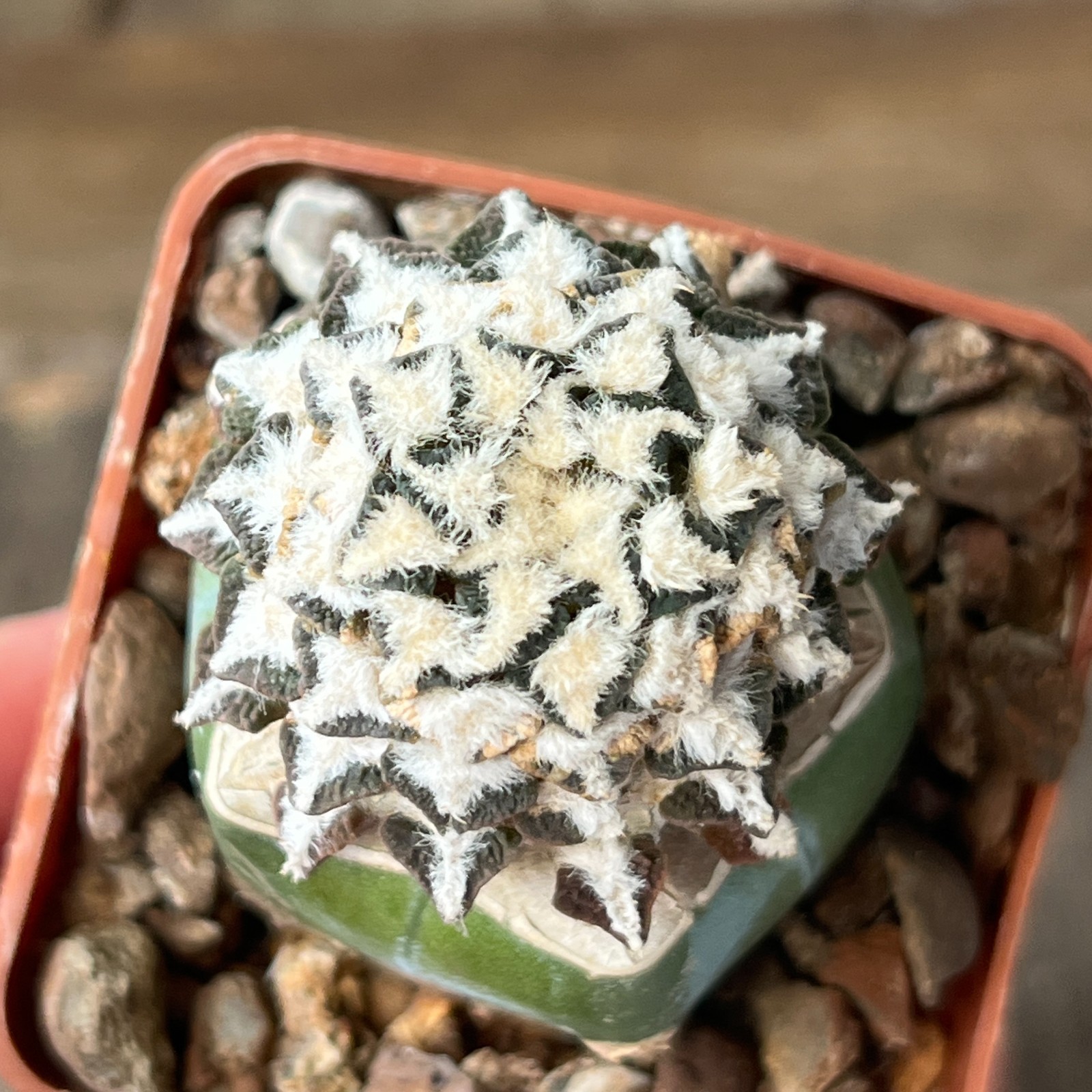A33-4310 Cactus kotschoubeyanus, VM306, Estancion Marte, Coah, grafted