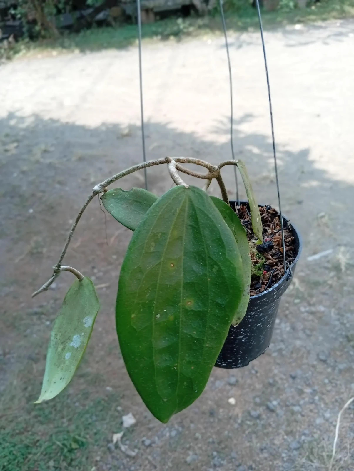 Real Picture Hoya Polystachya Clandesti