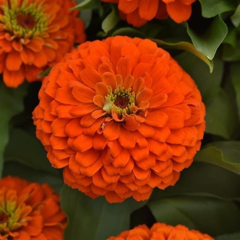 NEW! 50 Orange Gigantica Zinnia Seeds, Largest Giant Zinnias, Zinnia Gigantica