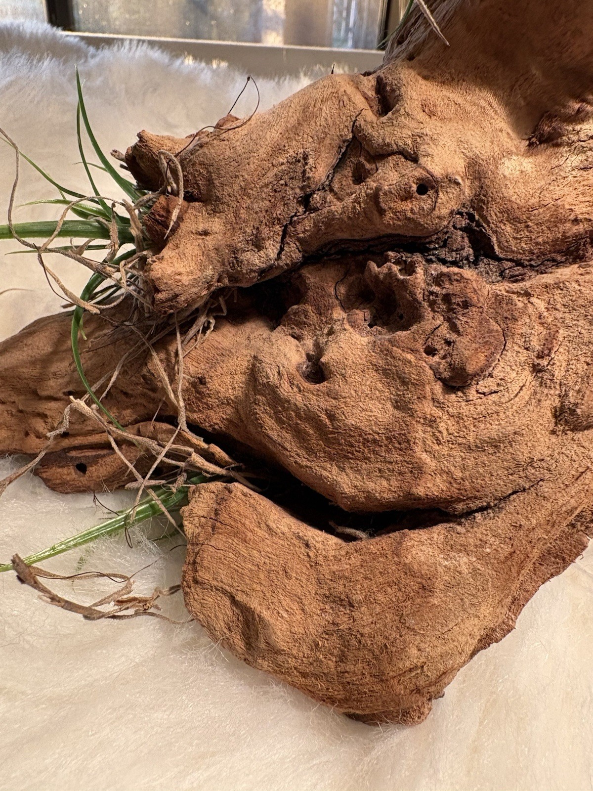 Grapewood Branch Natural Rare Piece Decorative With Colored Succulent Grass