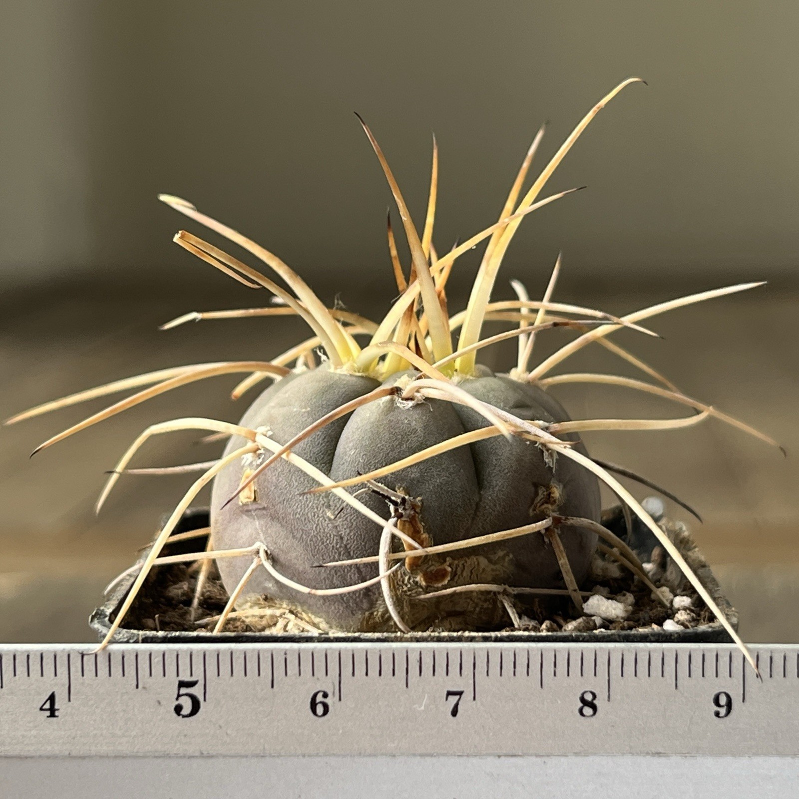 A12-298.G.cardenasianum, own root