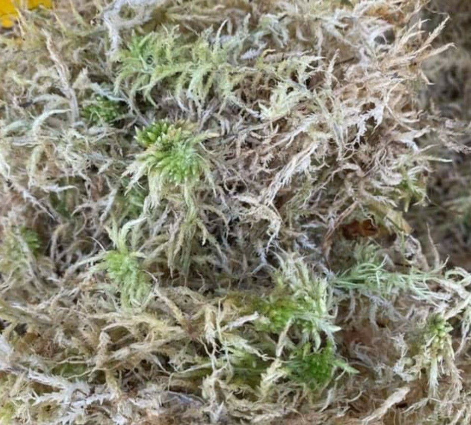 Sphagnum Moss Nursery Orchid Plant New Zealand Besegrow Long Fiber Decorationx 6