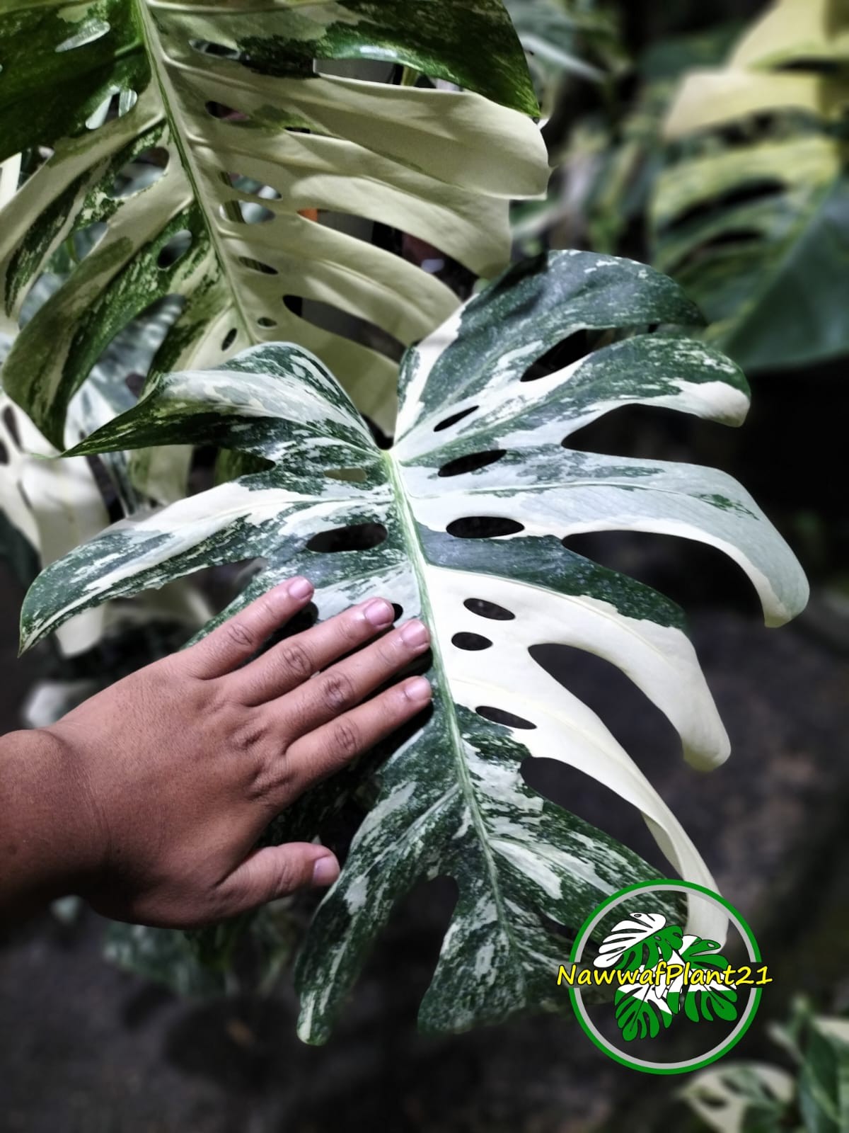 New Monstera Albo White Tiger Variegated Size Large Real Picture