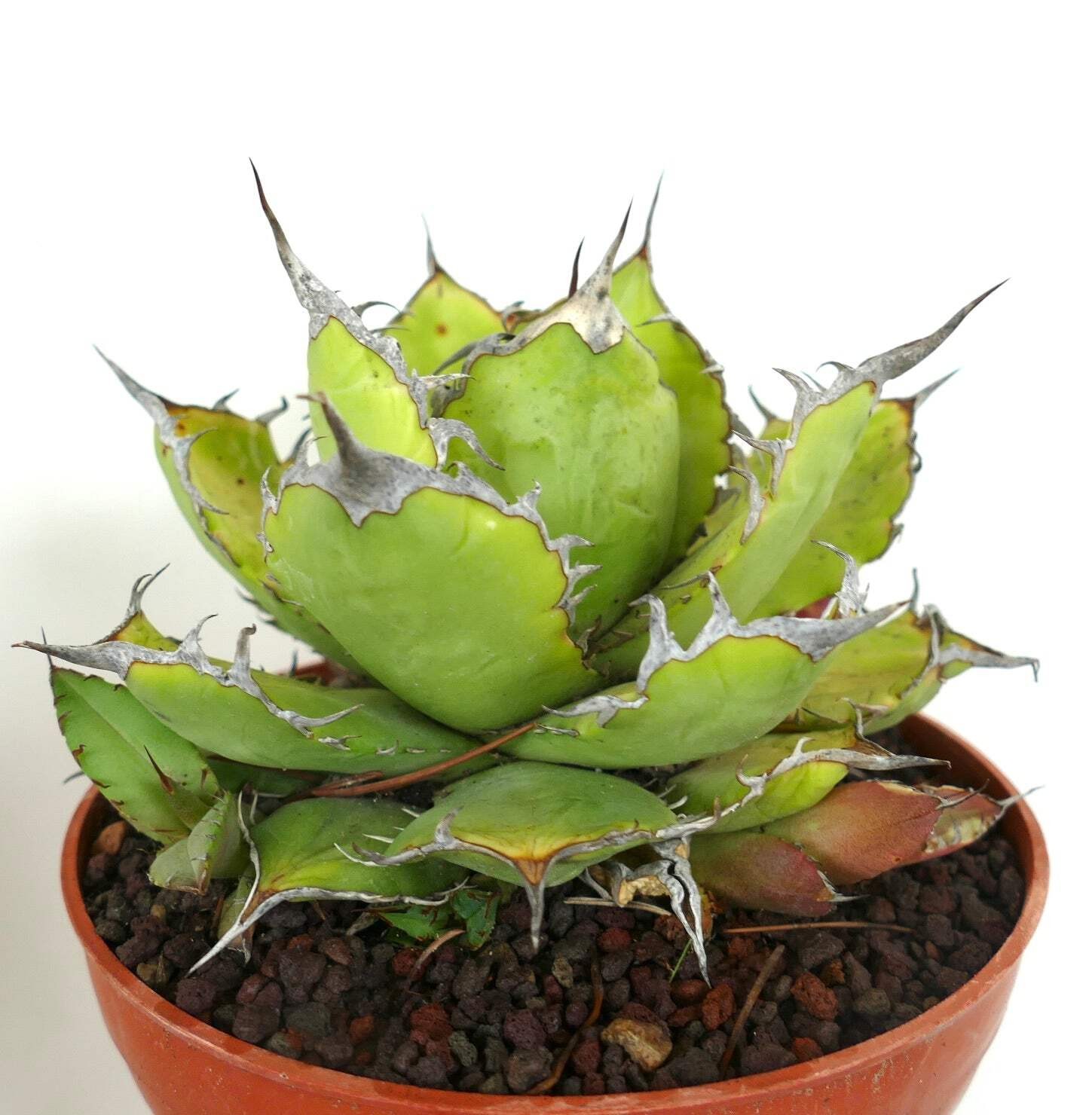 Agave titanota STRONG FINAL SPINES with offset – Rancho Tambor agave | Chalk aga