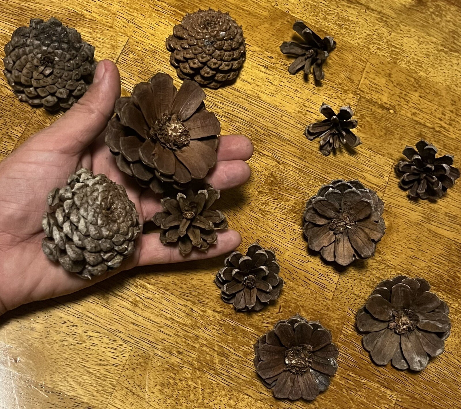 1 Dozen Pine Cone Flowers/Pine Cone Succulent-Hand Cut/Rustic